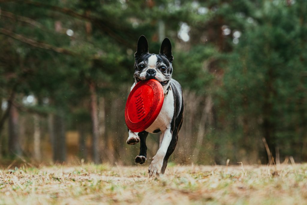 chien avec son frisbee rouge